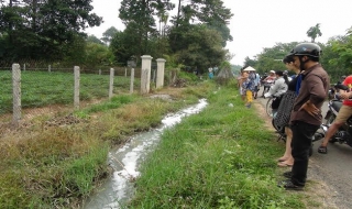 Xuất hiện bọt tuyết trên cánh đồng ở huyện Trảng Bàng