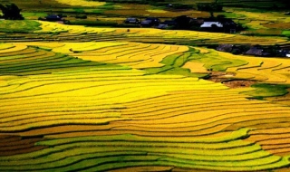 Những cách đồng lúa Việt đẹp hút hồn du khách