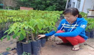 Cao su rớt giá, không chỉ người trồng lao đao