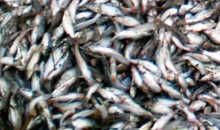 Muốn ăn 'cá chốt trên bờ Triều Châu'