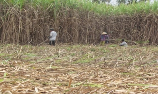 Cây mía bắt đầu phát triển trên đất Trảng Bàng