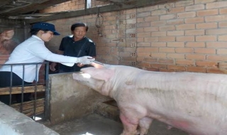 Tân Châu: Chủ động tiêm phòng bệnh heo tai xanh