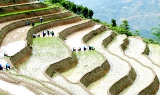Ruộng bậc thang Hoàng Su Phì mùa đổ nước