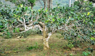 Ngắm “cụ chè” hơn trăm tuổi trên đỉnh Suối Giàng