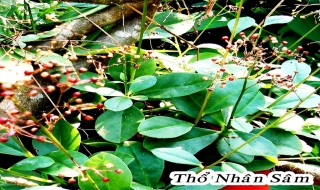 Chữa mồ hôi trộm với thổ nhân sâm
