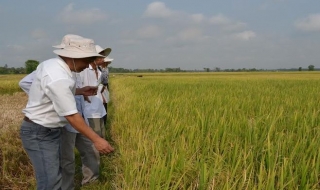 Châu Thành: Mô hình liên kết 4 nhà vụ Hè thu 2014 đạt hiệu quả cao