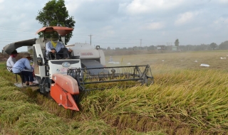 Châu Thành: Hội thảo đầu bờ tổng kết mô hình liên kết 4 nhà thâm canh lúa theo hướng VietGAP