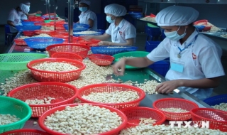 Hạt điều và chè Việt Nam thu hút khách hàng quốc tế tại Hong Kong