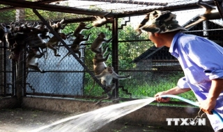 Giám sát chặt nhập khẩu động vật hoang dã ngăn ngừa dịch Ebola