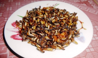 Mối đất - hương vị đại ngàn xứ Quảng