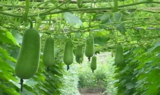 Chữa nhiều bệnh từ bí đao