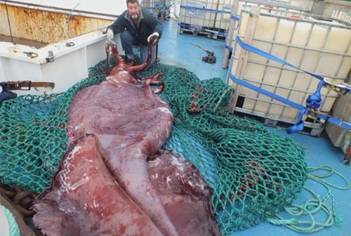 colossal-squid-main-6207-1410917540.jpg