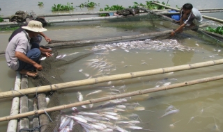Nỗ lực cải thiện chất lượng nguồn nước sông Vàm Cỏ Đông