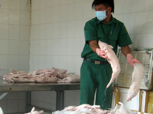 Trạm kiểm dịch động thực vật bắt giữ heo sữa nhập lậu