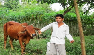 Bến Cầu: Hơn 30 hộ thoát nghèo nhờ dự án ngân hàng bò ADRA