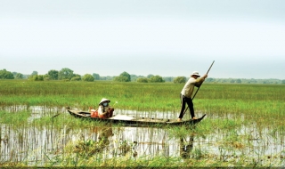 Cá mùa nước nổi