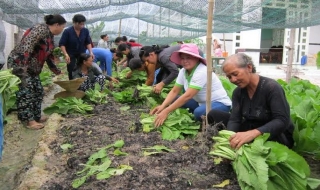 Bến Cầu: Mở được 48 lớp đào tạo nghề cho lao động ở nông thôn
