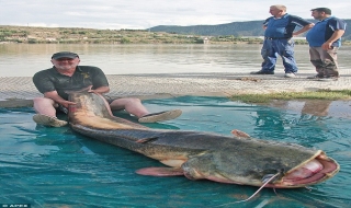 Ngư dân mệt nhoài 'vật lộn' với con cá da trơn nặng 100kg