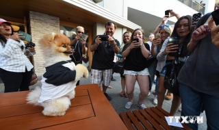 Chú chó giống Pomerania 'nắm' hai kỷ lục thế giới Guinness