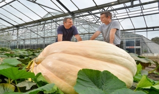 Bí ngô khổng lồ nặng hơn 700 kg