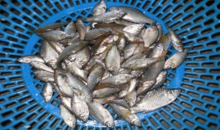 Mặn mà cá mại ngày mưa