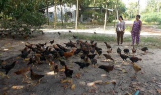 Tân Châu: Chăn nuôi gà thịt an toàn sinh học