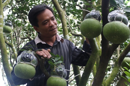 Nông dân vùng sông nước Cửu Long nổi tiếng với bưởi hồ lô giờ có thêm bưởi 