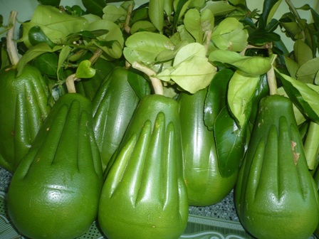 Lứa bưởi đầu tiên được thu hoạch.