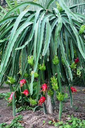 KNLA-thanh-long-2-1.jpg