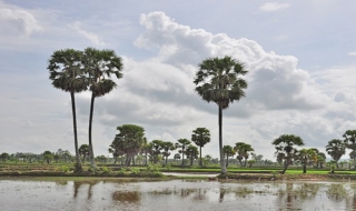 An Giang ba mùa thốt nốt
