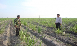 Tân Châu: Trên 80 ha mía bị bệnh trắng lá