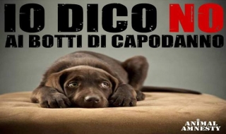 Italy phát động chiến dịch đề nghị cấm đốt pháo để cứu chó, mèo