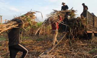 Nông dân chưa an tâm về cây mía