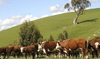 Mở rộng giết mổ, cung cấp thịt bò tươi Australia tại Việt Nam