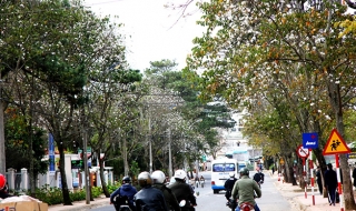 Hoa ban trắng trời Đà Lạt