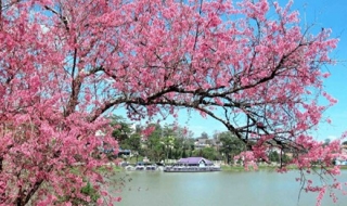 Mai anh đào - Loài hoa làm nên thương hiệu du lịch cho Đà Lạt