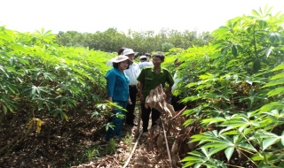 Kỳ vọng phát triển cho ngành khoai mì Tây Ninh