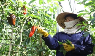 Tập đoàn Showa Denko của Nhật khảo sát xây nhà máy sản xuất rau sạch ở Hà Nam