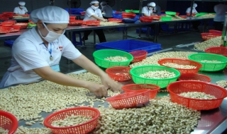 Ngành điều Việt Nam và Nigeria thúc đẩy quan hệ giao thương