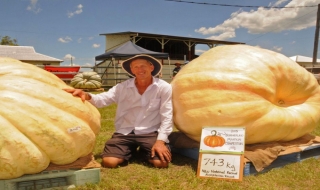 Quả bí ngô nặng 743 kg lập kỷ lục mới của Australia và New Zealand