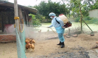 Trảng Bàng: Tăng cường phòng chống dịch bệnh trên đàn gia súc, gia cầm
