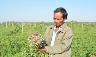 Tân Châu: Nông dân trồng đậu phộng giống mới VD2 đạt hiệu quả cao