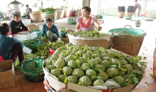 Hướng nào cho mãng cầu “bay” ?