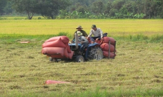 Bến Cầu: Năng suất lúa vụ Đông xuân tăng