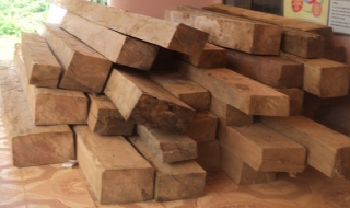 Phạt 5 đối tượng tàng trữ, mua bán gỗ nhập lậu