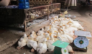 Dịch cúm A/H5N6 xuất hiện tại Thanh Hóa