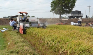 Châu Thành: Giải ngân trên 10 tỷ đồng hỗ trợ nông dân trồng lúa