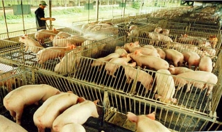 Thức ăn chăn nuôi bị độn tro