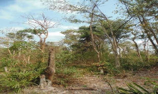 Thêm 0,5 ha rừng lịch sử có dấu hiệu bị chết
