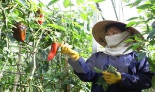 Dự án PSARD tại Hoà Bình cán đích đem lại hiệu quả “kép”